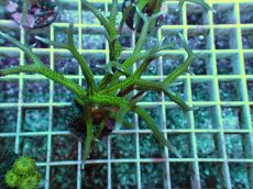 画像2: No.1 トゲサンゴ グリーン (2)