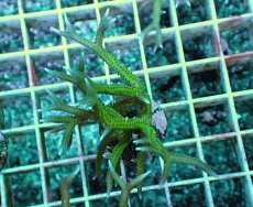 画像1: No.2 トゲサンゴ グリーン (1)