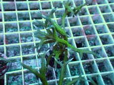 画像2: No.2 トゲサンゴ グリーン (2)