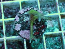 画像1: No.3 トゲサンゴ グリーン (1)