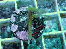 画像2: No.3 トゲサンゴ グリーン (2)