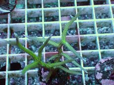 画像1: No.4 トゲサンゴ グリーン (1)