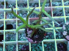 画像2: No.4 トゲサンゴ グリーン (2)