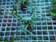 画像1: No.5 トゲサンゴ グリーン (1)