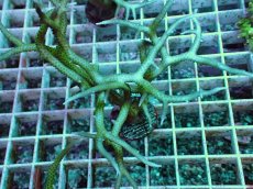 画像2: No.5 トゲサンゴ グリーン (2)