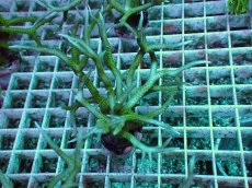 画像1: No.6 トゲサンゴ グリーン (1)