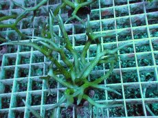 画像2: No.6 トゲサンゴ グリーン (2)