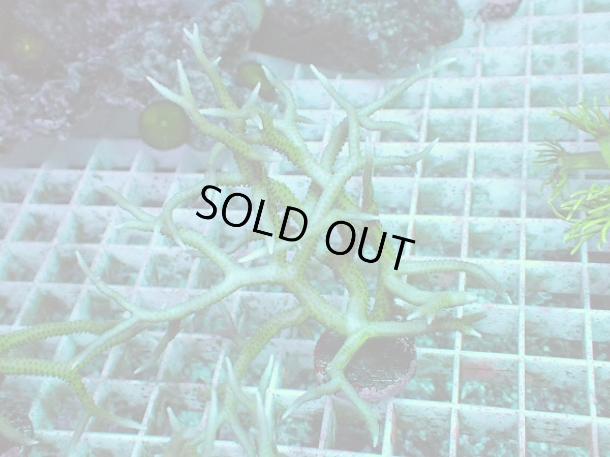 画像1: No.7 トゲサンゴ グリーン (1)