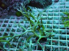 画像1: No.7 トゲサンゴ グリーン (1)