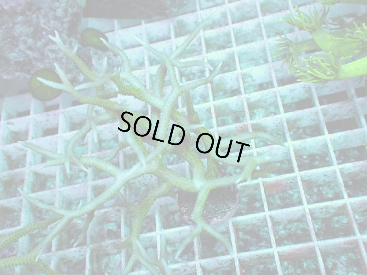 画像2: No.7 トゲサンゴ グリーン (2)