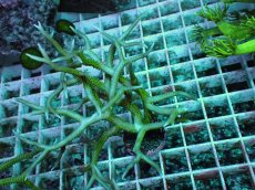 画像2: No.7 トゲサンゴ グリーン (2)