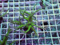 画像1: No.8 トゲサンゴ グリーン (1)