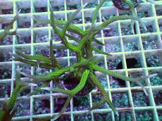 画像2: No.8 トゲサンゴ グリーン (2)