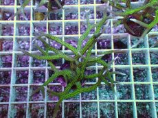 画像1: No.9 トゲサンゴ グリーン (1)