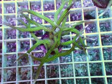 画像2: No.9 トゲサンゴ グリーン (2)