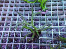 画像1: No.10 トゲサンゴ グリーン (1)