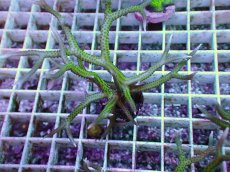 画像2: No.10 トゲサンゴ グリーン (2)