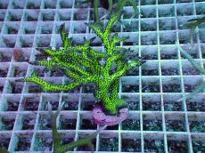 画像1: No.11 オーストラリア産 トゲサンゴ イエローグリーン (1)