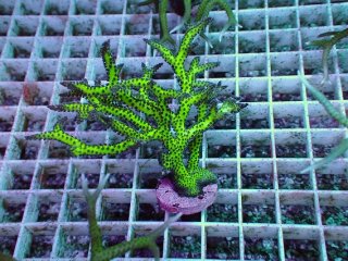 No.11 フィジー産 オオバナサンゴ グリーンマルチを買うならアクア