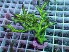 画像2: No.11 オーストラリア産 トゲサンゴ イエローグリーン (2)