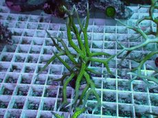 画像1: No.12 トゲサンゴ グリーン (1)