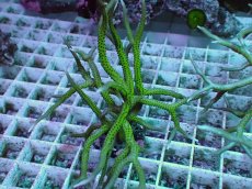 画像2: No.12 トゲサンゴ グリーン (2)