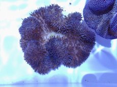 画像1: No.1 ハタゴイソギンチャク　パープル　　【人気No.1】 (1)