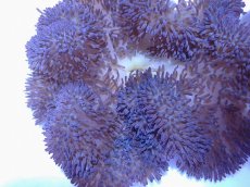 画像2: No.1 ハタゴイソギンチャク　パープル　　【人気No.1】 (2)