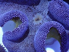 画像2: No.2 イボハタゴイソギンチャク　パープル　　【入荷したのは1個のみ！】 (2)