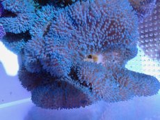 画像1: No.3 ハタゴイソギンチャク　ブルー (1)