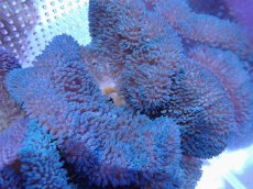 画像2: No.3 ハタゴイソギンチャク　ブルー (2)