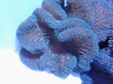 画像1: No.4 ハタゴイソギンチャク　ブルー (1)