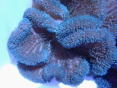 画像2: No.4 ハタゴイソギンチャク　ブルー (2)