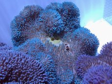 画像1: No.5 ハタゴイソギンチャク　ブルー (1)