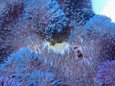 画像2: No.5 ハタゴイソギンチャク　ブルー (2)