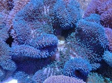 画像1: No.6 ハタゴイソギンチャク　ブルー (1)