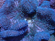 画像2: No.6 ハタゴイソギンチャク　ブルー (2)