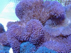 画像1: No.7 ハタゴイソギンチャク　パープル (1)