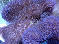 画像2: No.7 ハタゴイソギンチャク　パープル (2)