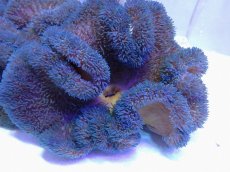 画像1: No.8 ハタゴイソギンチャク　ブルー (1)