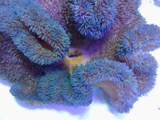 画像2: No.8 ハタゴイソギンチャク　ブルー (2)