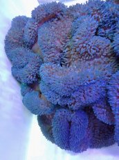 画像1: No.9 ハタゴイソギンチャク　ブルー (1)