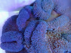 画像2: No.9 ハタゴイソギンチャク　ブルー (2)
