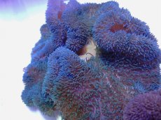 画像1: No.10 ハタゴイソギンチャク　ブルー (1)