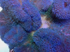 画像2: No.10 ハタゴイソギンチャク　ブルー (2)