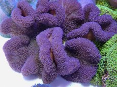 画像1: No.11 ハタゴイソギンチャク　パープル (1)