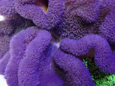 画像2: No.11 ハタゴイソギンチャク　パープル (2)