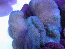 画像1: No.12 ハタゴイソギンチャク　ブルー (1)