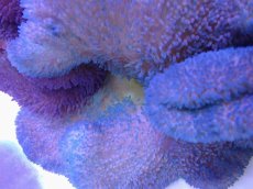 画像2: No.12 ハタゴイソギンチャク　ブルー (2)