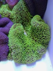 画像1: No.13 ハタゴイソギンチャク　グリーン　　【入荷個数が少ないです！】 (1)